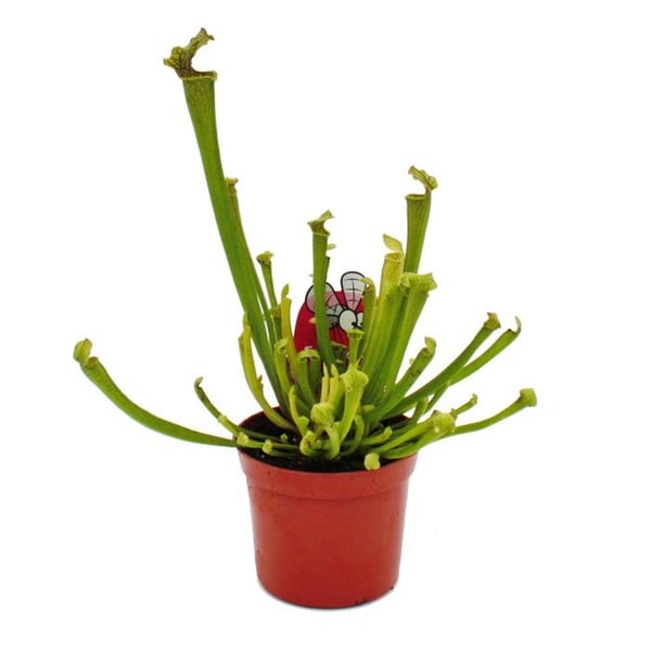 Tubularväxt - Sarracenia farnhamii - Köttätande växt - Kruka 9cm