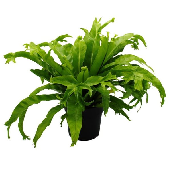 Asplenium nidus Chrissie - Speciella varianter av ormbunkar för rummet - nästeormbunk - kruka på 17cm - höjd cirka 30-40cm