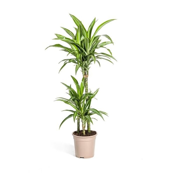 Dracena - Dracaena deremensis White Stripe - 90-110cm hög