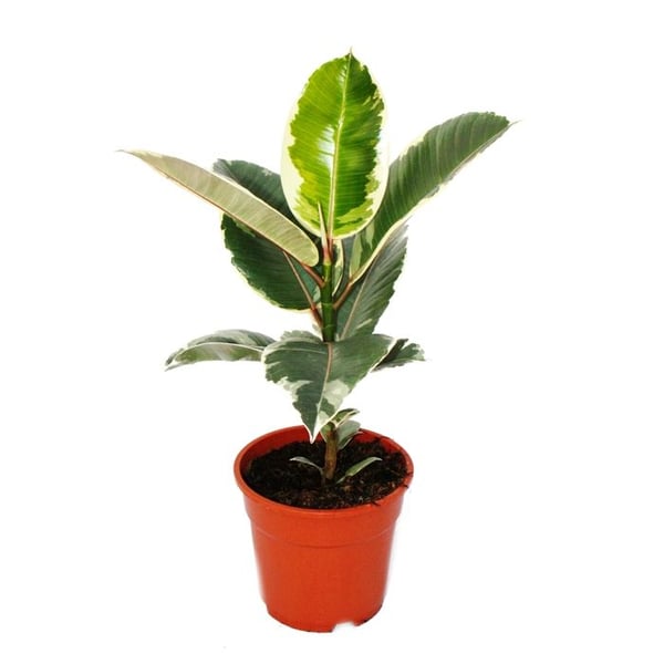 Kaučuksvamp - Ficus elastica "Tineke" - Kruka 17cm