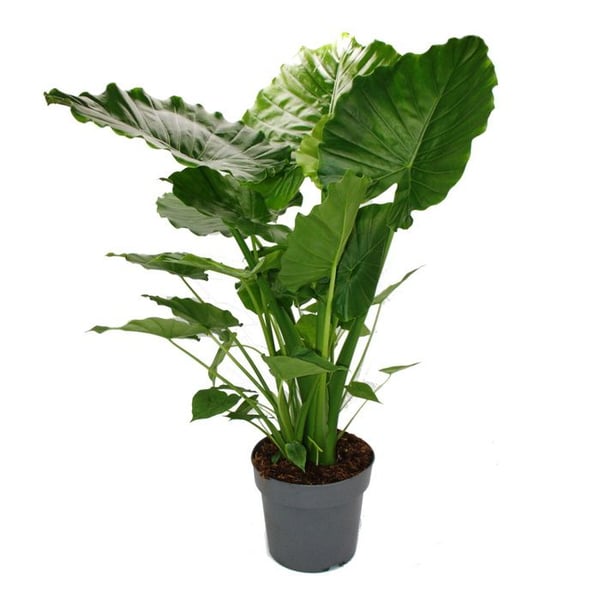 Alocasia gageana "California" - 21cm Enstaka växt - Elefantöra - Pilblad - Höjd ca 85cm