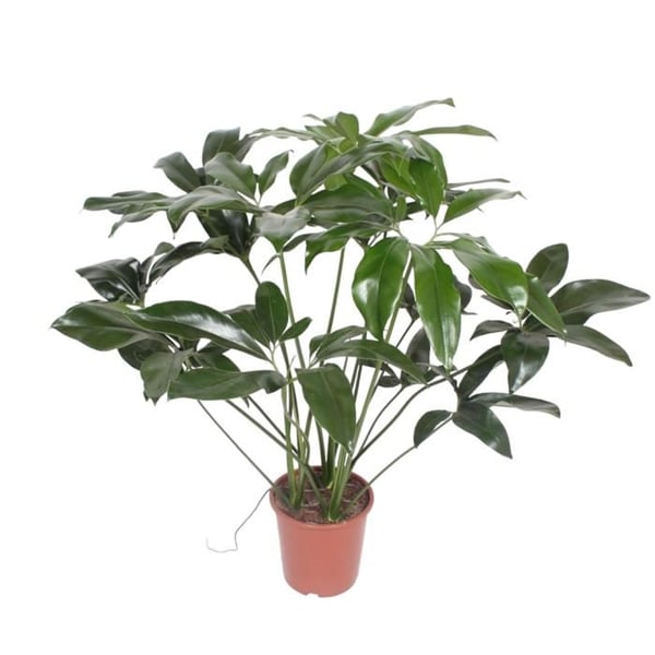 Baumfreund - Philodendron "Green Wonder" - 100cm hög - 24cm kruka