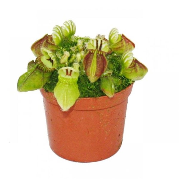 Köttätande växt - dvärgtopp - Cephalotus follicularis - 9 cm kruka - sällsynthet