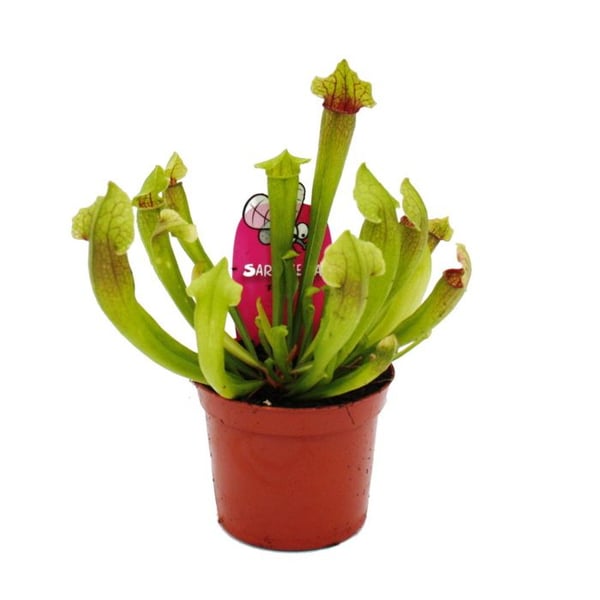 Rörformig växt - Sarracenia "Fiona" - Köttätande växt - kruka 9cm