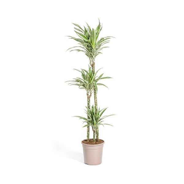 Dragonnier - Dracaena deremensis White Stripe - 130-150cm hög