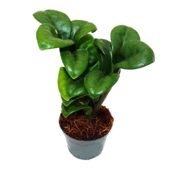 Mini Växt - Palm Zamio - Zamioculcas zamiifolia - Lycko-plante - lättskött - Baby-växt - kruka 5,5cm