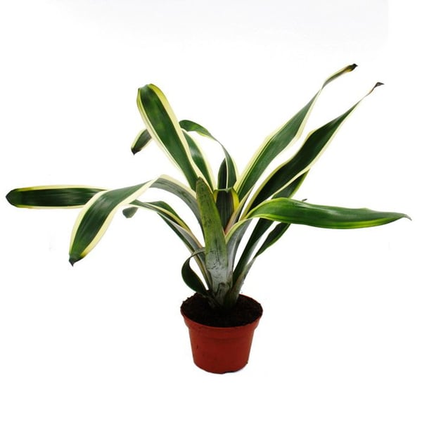 Bromeliaceae XL ovanliga "Naturens Beröring" - Aechmea felice - Exotisk skönhet i bladen - Kruka 15cm