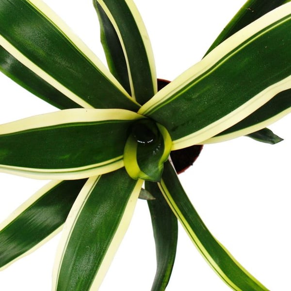 Bromeliaceae XL ovanliga "Naturens Beröring" - Aechmea felice - Exotisk skönhet i bladen - Kruka 15cm