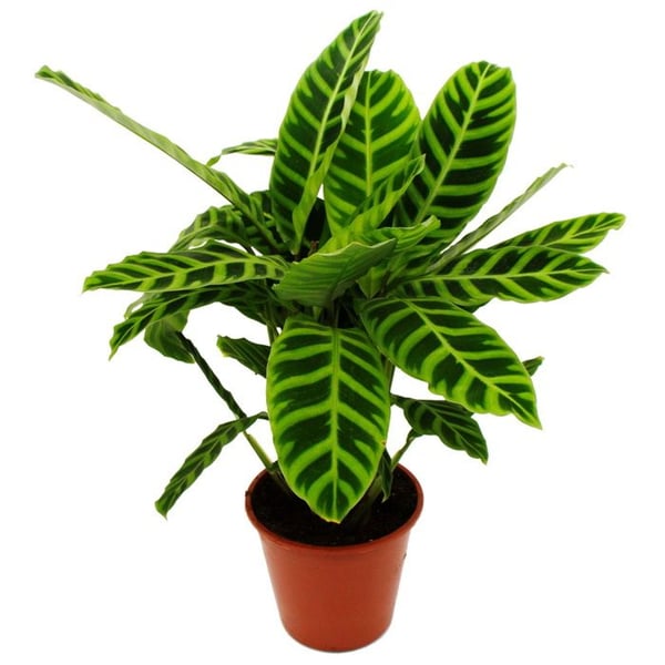 Randig skuggväxt XXL - Calathea zebrina - Zebragräs - kruka 19cm - höjd ca 70-80cm