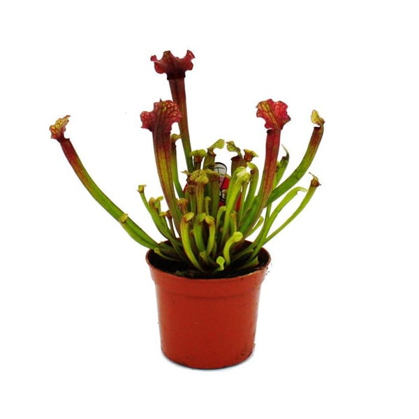 Rörformig växt - Sarracenia "Judith" - Köttätande växt - kruka 9cm