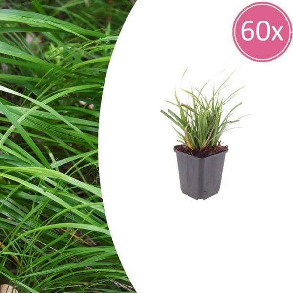 Carex morrowii - Japansk segel - 9 cm kruka - 10-25 cm hög - Set med 60 växter