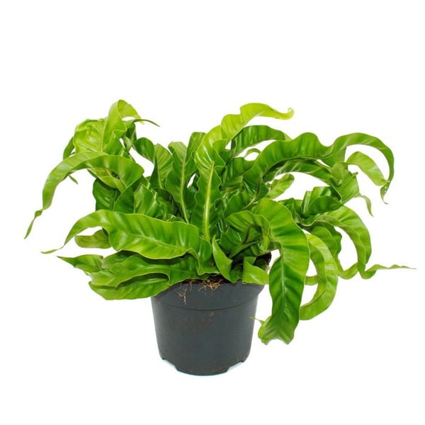 Asplenium antiquum Hurricane - Speciella sorters ormbunkar för rummet - boormbunk - kruka 17cm - höjd ca 30-40cm