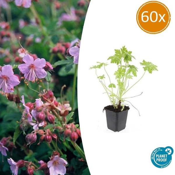 Markskydd - Geranium macrorrhizum - 9 cm kruka - Set med 60 växter