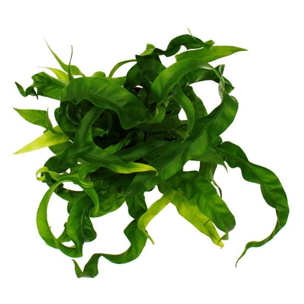 Asplenium antiquum Hurricane - Speciella sorters ormbunkar för rummet - boormbunk - kruka 17cm - höjd ca 30-40cm