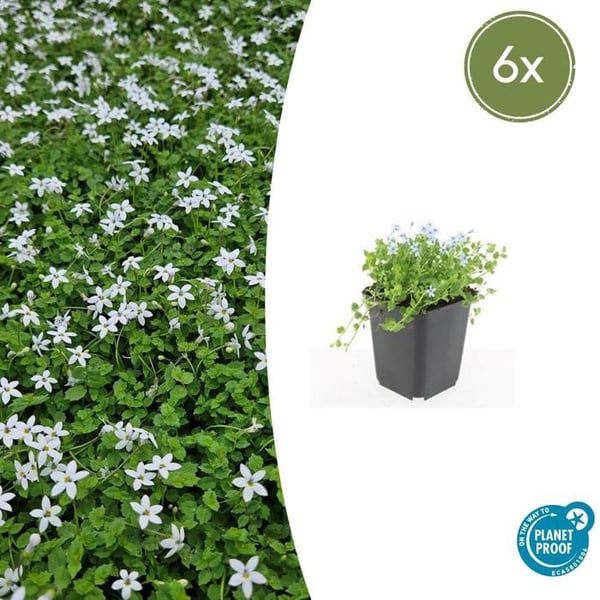 Markväxt - Vit Lobelia - Isotoma fluviatilis 'Alba' - 9cm kruka - Set med 6 växter