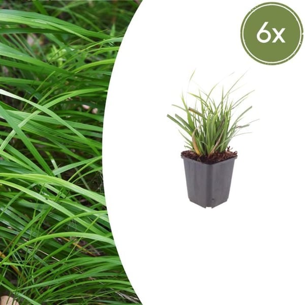 Carex morrowii - Japansk segel - 9 cm kruka - 10-25 cm hög - Set med 6 växter