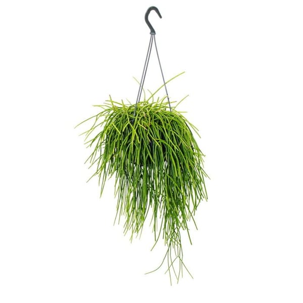 Urban Jungle Elegance - Modern kaktusambre med en fantastisk bladstruktur - Rhipsalis baccifera shaferi - 15cm