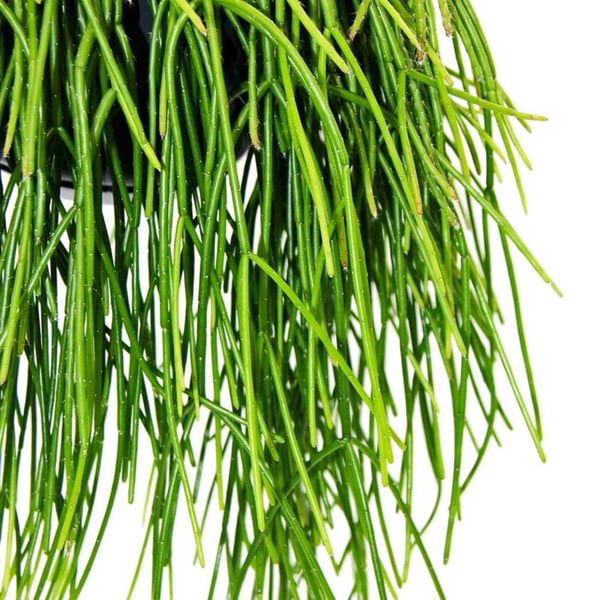 Urban Jungle Elegance - Modern kaktusambre med en fantastisk bladstruktur - Rhipsalis baccifera shaferi - 15cm