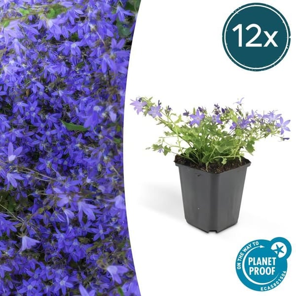 Flerårig bergväxt - Campanula poscharskyana 'Stella' - 9cm kruka - Set med 12 växter