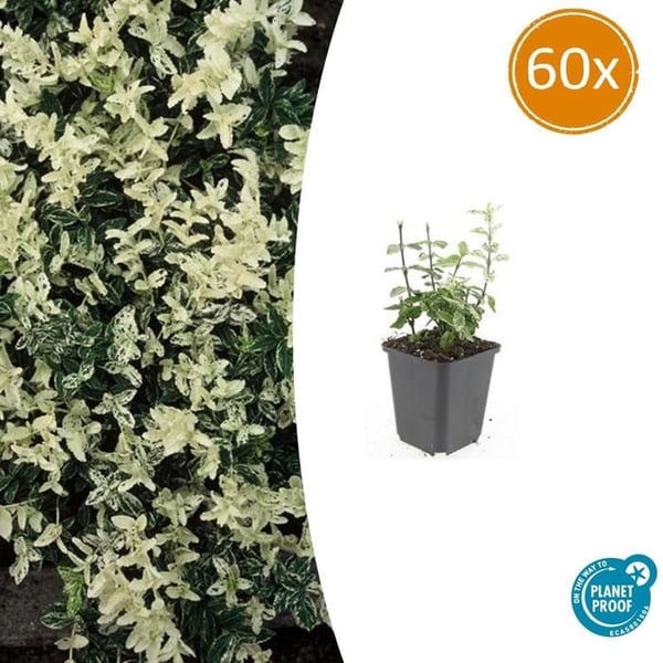 Markkapsel - Krypfuskar - Euonymus fortunei 'Harlequin' - 9cm kruka - Set med 60 växter