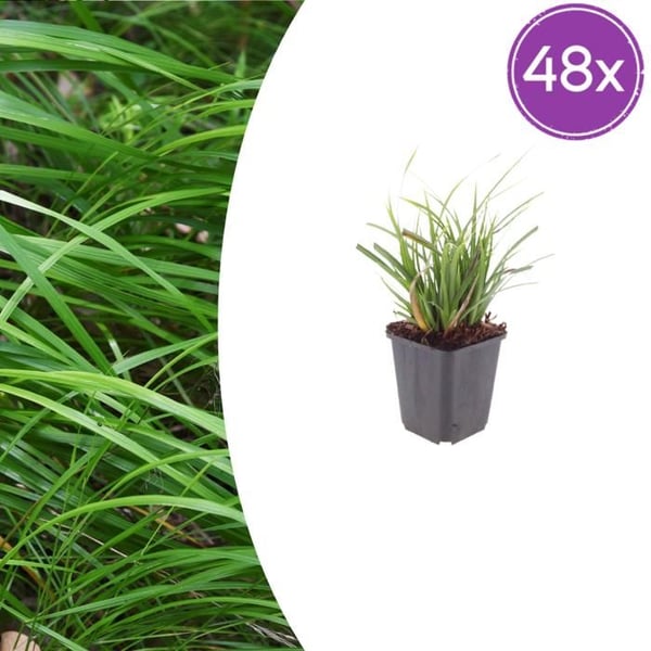 Carex morrowii - Japansk säv - Kruka 9cm - 10-25cm hög - Set med 48 växter