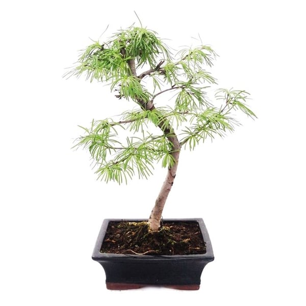 Utomhus-Bonsai Pseudolarix amabilis - Guldlarix eller Scheinlarix 20cm