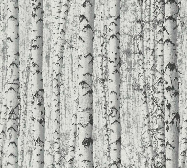 Tapet skog av björkar autoko ant - tapet svart vit skog - tapet natur grå - 0,52 x 2,5m - Tillverkad i Tyskland...