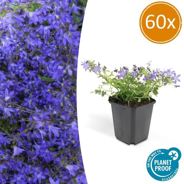 Flerårig stenpartiväxt - Campanula poscharskyana 'Stella' - 9cm kruka - Set med 60 växter