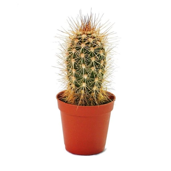 Pachycereus pringley - liten krukväxt i 5,5 cm