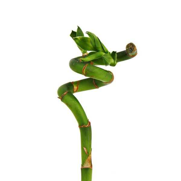 Lycklig bambu 'Lycklig bambu' - spiralformad - i ett rör - Dracaena Sanderiana - ca 40 cm hög