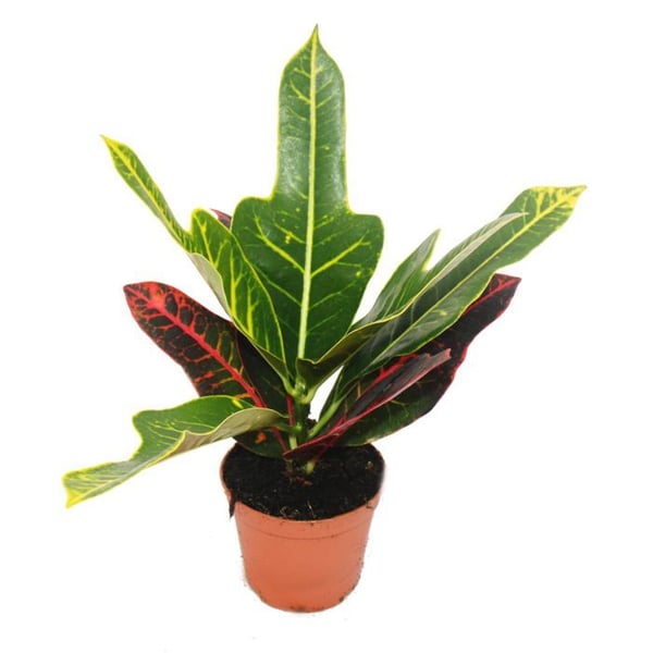 Wunderstrauch - Croton var. - Codiaeum - 9cm kruka - inomhusväxt