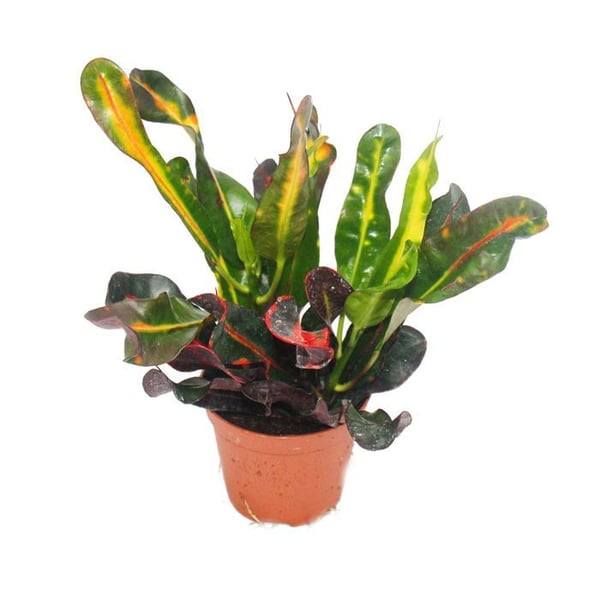 Wunderstrauch - Croton var. - Codiaeum - 9cm kruka - inomhusväxt