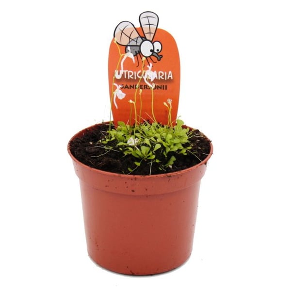 Köttätande växt - Vattenslang - Utricularia sandersonii - Kruka 9 cm - Raritet