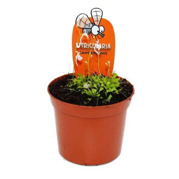 Köttätande växt - Vattenslang - Utricularia sandersonii - Kruka 9 cm - Raritet