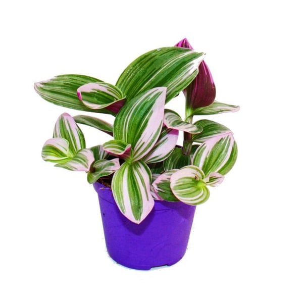 Exotenherz - trepolig blomma - Tradescantia "Nanouk" - lättskött hängande krukväxt - 9 cm kruka - rosa