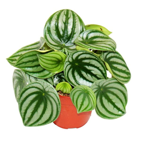 Peperomia argyreia Vattenmelon - dvärgpepparvattenmelon - i en 12cm gryta