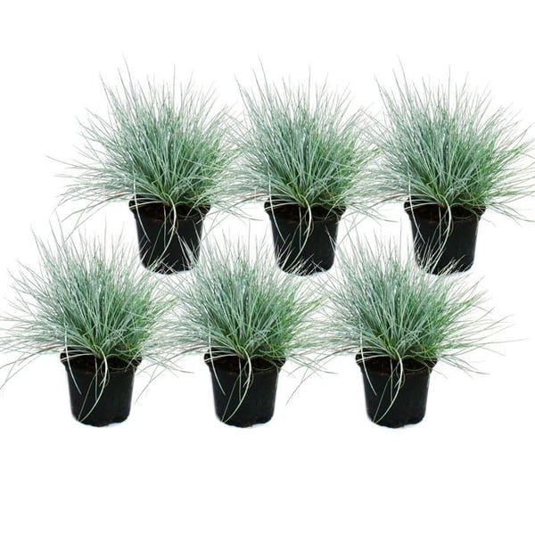 Blå fetvåle - Festuca glauca - set med 6 växter - kruka med 9cm