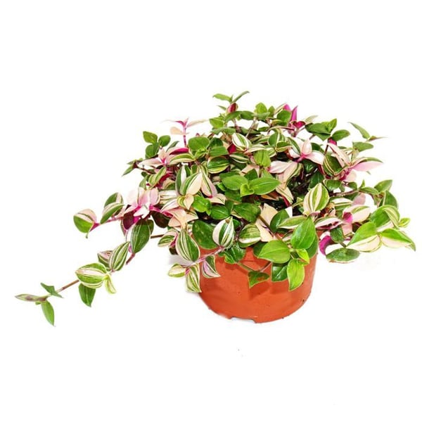 Exotenherz Treblommig Tradescantia quadricolor lättskött hängande inomhusväxt 12cm kruka