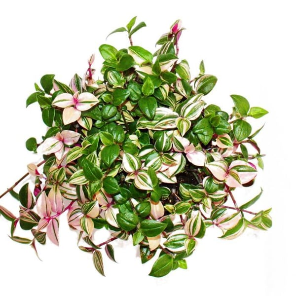 Exotenherz Treblommig Tradescantia quadricolor lättskött hängande inomhusväxt 12cm kruka