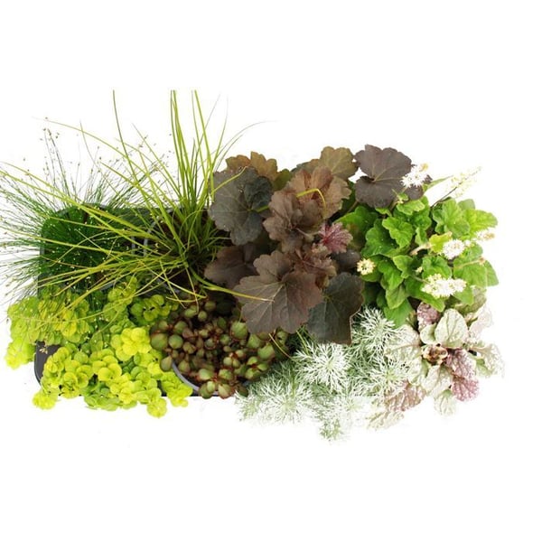 Blandning av färgglada höstperenner "Höstens magi" - 8 olika perenner