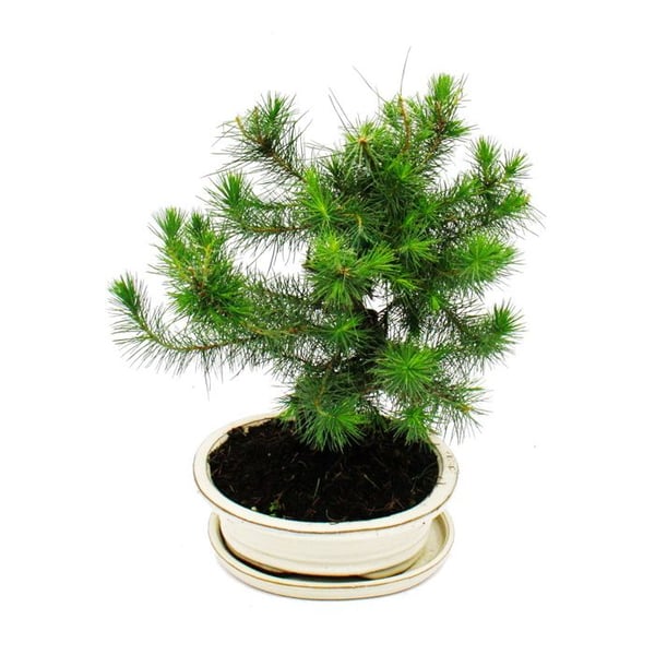 Bonsai - Pinus halepensis - Pin d'Alep - cirka 9 år