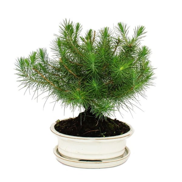 Bonsai - Pinus halepensis - Pin d'Alep - cirka 9 år