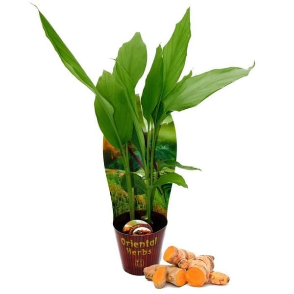 Exotenherz - Gurkmejaväxt - Curcuma longa - gurkmeja - saffransrot - 12 cm kruka