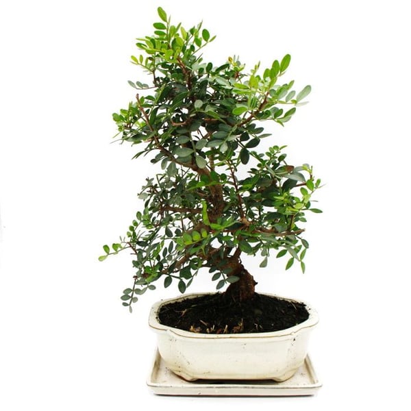 Bonsaj - Pistacia lentiscus - Mastikbuske - Vild pistacie - ålder cirka 10 år
