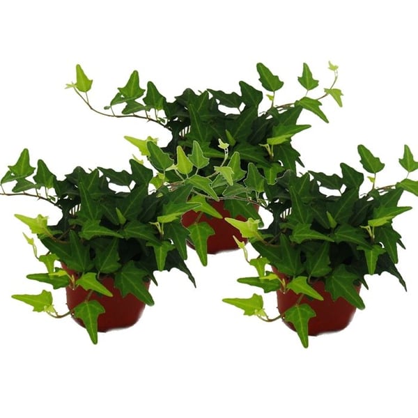 Hedera helix, nu 3 st, brectan, gröna blad krukor 9cm