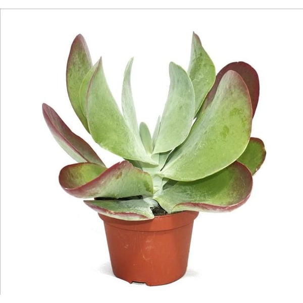 Kalanchoe thyrsiflora "Red Lips" - i kruka om 10,5 cm
