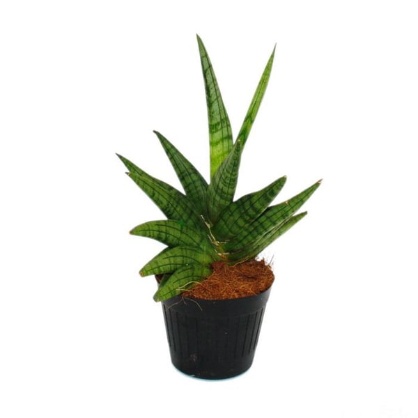 Sansevieria "Helios" - Regnbågsfiber med skruv - kruka 11cm - höjd ca. 20cm