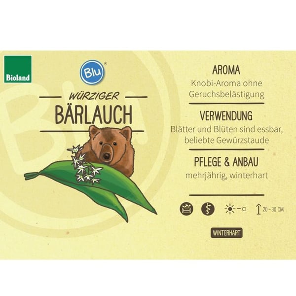Ekologisk björnlök - Allium ursinum - Aromatisk växt i 12 cm kruka
