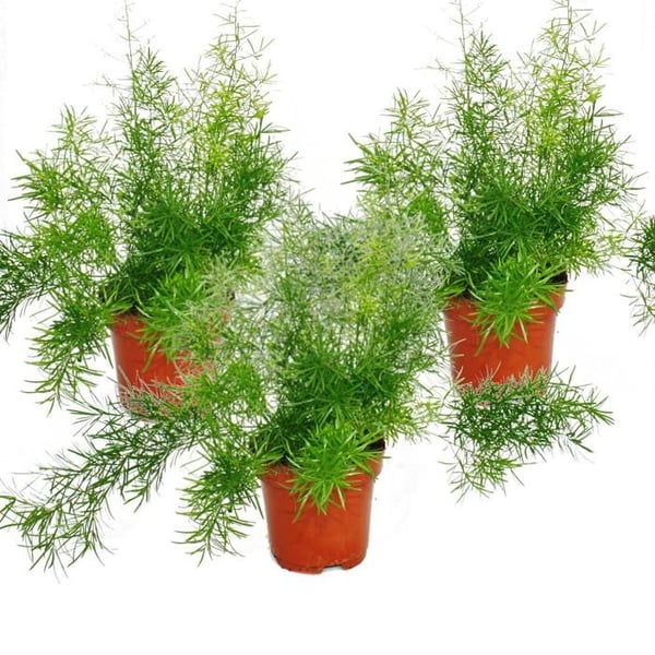 Asparagi densiflorus sprengeri, förpackning med 3 stycken