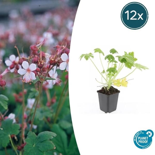 Marktäckare - Stenparakyt - Geranium macrorrhizum 'Spessart' - 9 cm kruka - Set med 12 växter